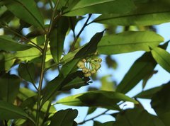 Ardisia quinquegona
