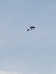 Sceliphron caementarium