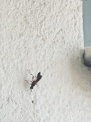 Sceliphron caementarium