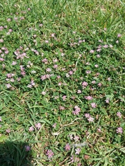 Trifolium resupinatum