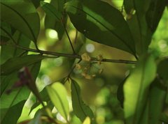 Ardisia quinquegona
