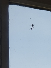 Sceliphron caementarium