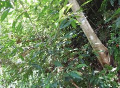 Ardisia quinquegona