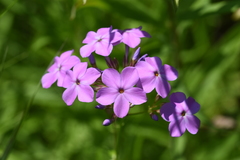 Phlox glaberrima interior