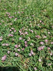 Trifolium resupinatum