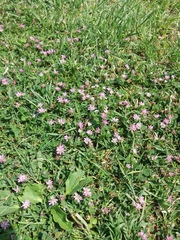 Trifolium resupinatum