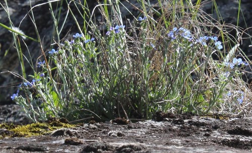 Eritrichium uralense