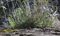 Eritrichium uralense