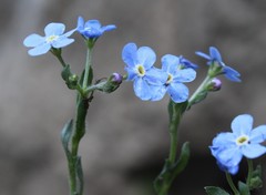 Eritrichium uralense