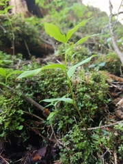 Streptopus streptopoides