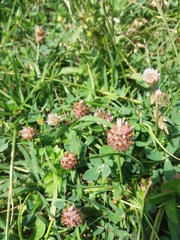 Trifolium fragiferum