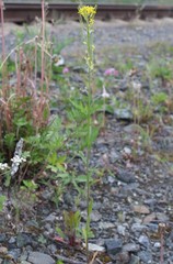 Erysimum marschallianum
