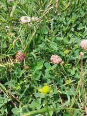 Trifolium fragiferum