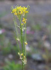 Erysimum marschallianum