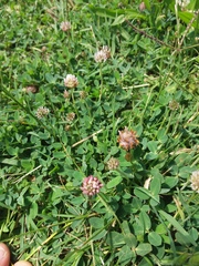 Trifolium fragiferum