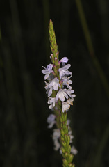 Verbena simplex