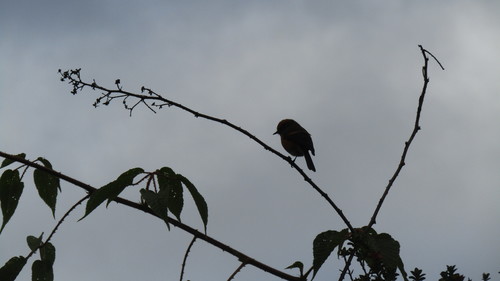 Rufous-browed Chat-Tyrant (Ochthoeca superciliosa), photo 2