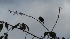 Ochthoeca superciliosa