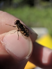 Parhelophilus rex