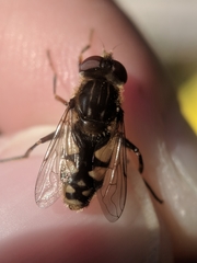 Parhelophilus rex