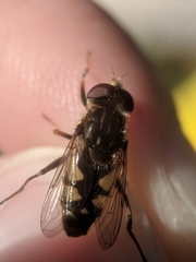 Parhelophilus rex