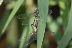 Macrothemis ultima