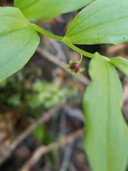 Streptopus streptopoides