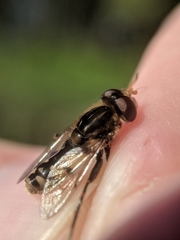 Parhelophilus rex