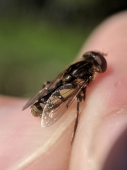 Parhelophilus rex