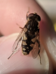 Parhelophilus rex