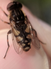 Parhelophilus rex