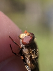 Parhelophilus rex