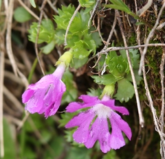 Primula minima