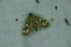 Anania coronata