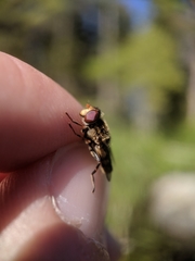 Parhelophilus rex