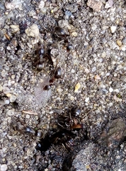Lasius niger
