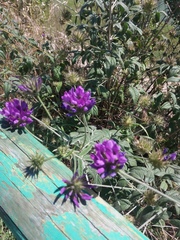 Bituminaria bituminosa