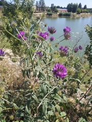 Bituminaria bituminosa