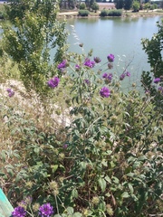 Bituminaria bituminosa