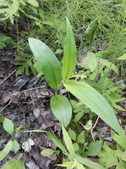 Platanthera psycodes