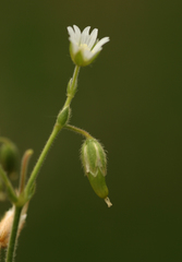 Cerastium arvense