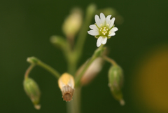 Cerastium arvense
