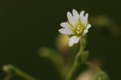 Cerastium arvense