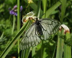 Parnassius stubbendorfii
