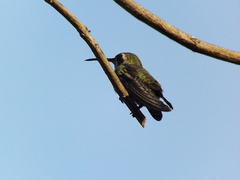 Cynanthus latirostris