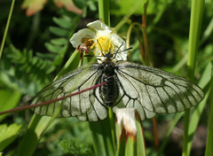 Parnassius stubbendorfii