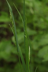 Trisetum sibiricum
