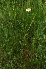 Leucanthemum vulgare