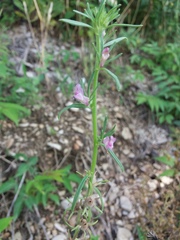 Misopates