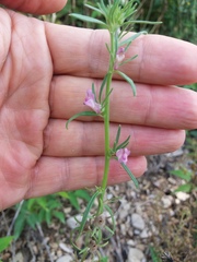 Misopates
